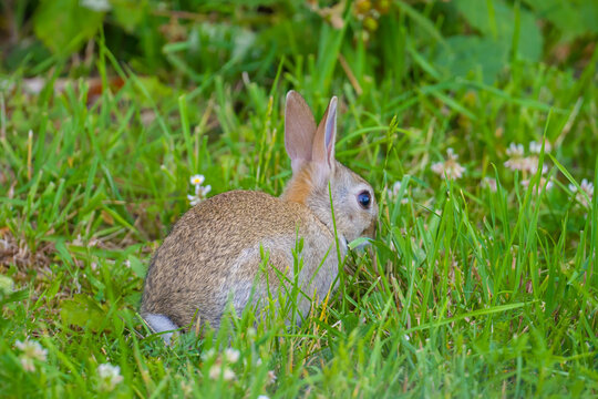 Rabbit sits among green grass with its ears pricked up