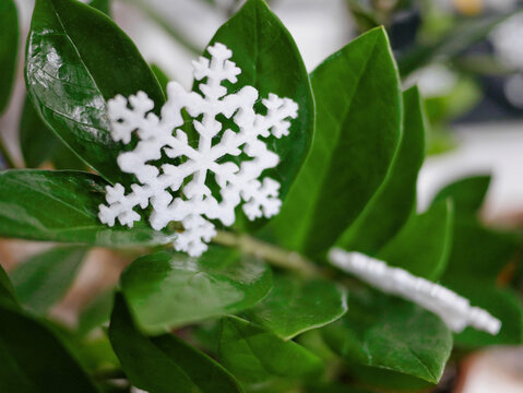 White snowflake ornament on glossy zamioculcas leaves. Winter holiday decoration combined with indoor plant care, seasonal greenery and houseplant wintering concept.