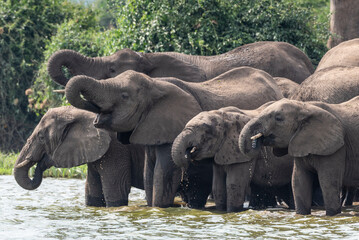 Herd of African Elephants Drinking Water with Raised Trunks in Uganda © DiscoverByShutter