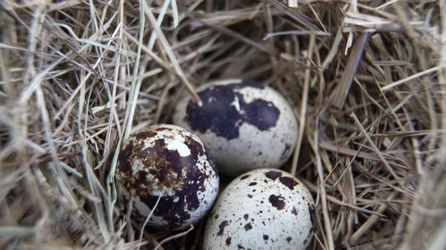Three spotted quail eggs arranged in a hay nest, extreme macro Coturnix japonica