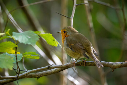 
A bright robin amidst orange autumn leaves