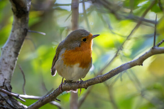 
A bright robin amidst orange autumn leaves