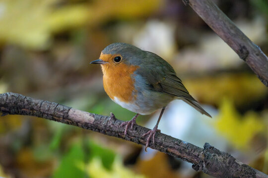 
A bright robin amidst orange autumn leaves