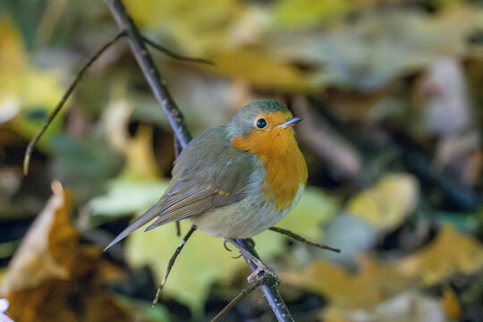 
A bright robin amidst orange autumn leaves