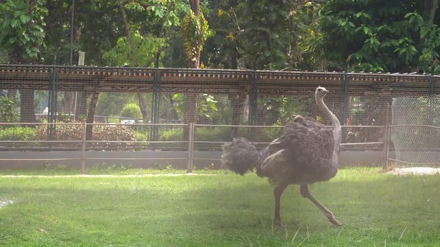 Common ostrich Struthio camelus running fast from right to left, fastest flightless bird sprinting right to left, long legs extended, dust and motion.