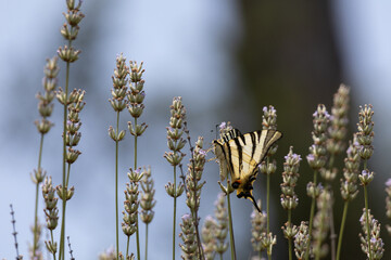 Machaon © Pascal