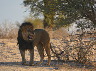 Powerful black maned lion roaring under tree © Eddie