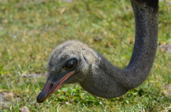 Ostrich bending neck in S-shape, headshot