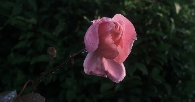 Pink rose with water droplets on its petals and stem against a dark green leafy background.