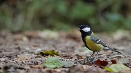 Great tit bird standing on ground among fallen leaves © k49red