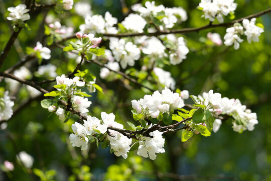 Blooming apple tree branches with white flowers in spring