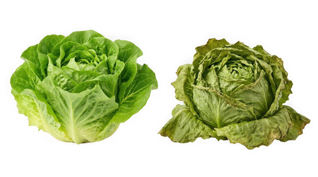 Green romaine lettuce and withered decaying lettuce on transparent background.