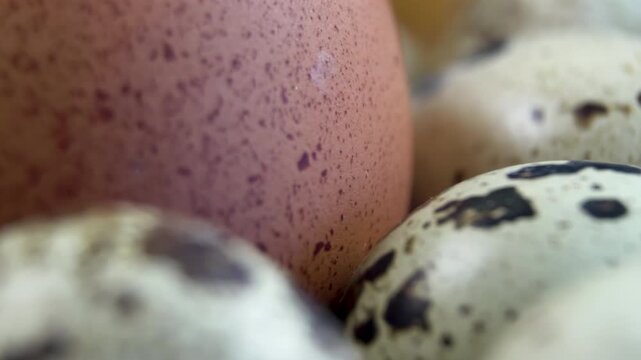 Large Chicken Egg Among Small Quail Eggs, Size Comparison