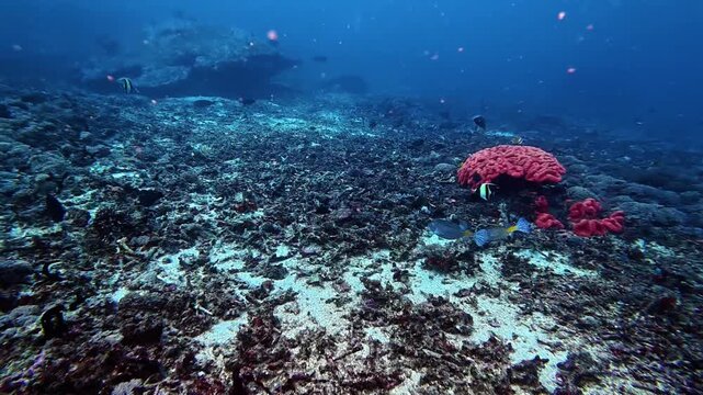 Underwater dive reveals a vivid red brain coral as a centerpiece, with a pair of boxfish gliding nearby and subtle marine life dotting the textured seabed.