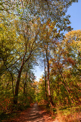 Fototapeta premium Picturesque autumn forest path winding golden orange fall foliage tall trees sunlight woodland trail vertical. Peaceful nature landscape view. Scenic hiking wellbeing meditation seasonal print poster