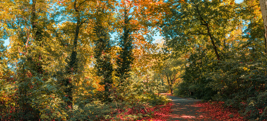 Fototapeta premium Breathtaking autumn woodland panoramic colorful fall foliage tall trees golden orange forest scenery. Peaceful nature landscape view. Tranquil hiking wanderlust seasonal panoramic wallpaper