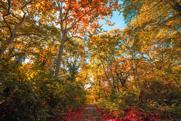 Fototapeta premium Enchanting autumn forest colorful fall foliage tall trees red orange golden leaves vivid scenery seasonal. Peaceful nature landscape view. Serene hiking wellbeing woodland wall art print