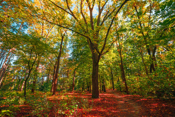 Fototapeta premium Serene green autumn forest tall trees warm sunlight filtering golden foliage path early fall season. Peaceful seasonal landscape scene. Calm hiking nature therapy wellbeing woodland wall art