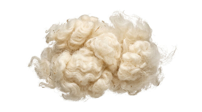 Raw sheep wool fleece tuft isolated on white, natural soft cream organic fiber for textile material, unprocessed fluffy merino wool locks
