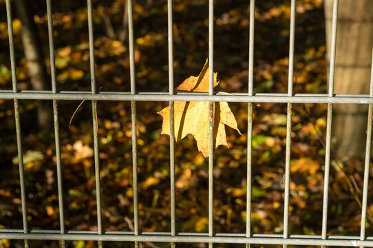 Fall leaves caught on a metal fence in a park during autumn