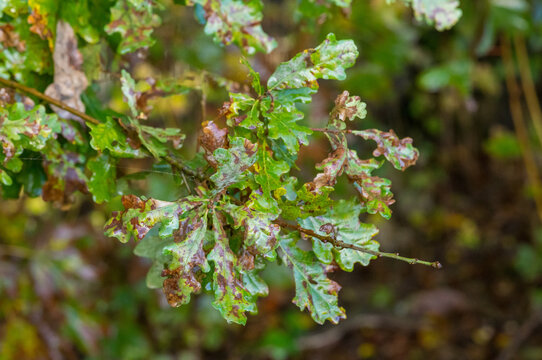 Close-up view of oak tree leaves showing signs of disease and damage in a forested area during the daytime
