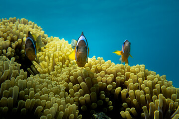 Clown fish swimming in a coral reef, Egypt © gennaro