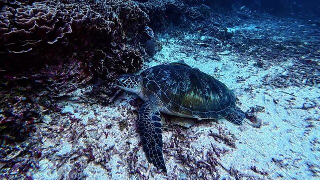 Green sea turtle (Chelonia mydas) rests on the sandy seabed near rugged coral at Gili Trawangan, Indonesia; the cool blue waters frame this tranquil underwater moment.