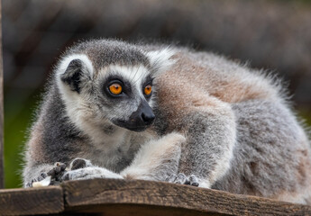Lemur © Azathoth Pics