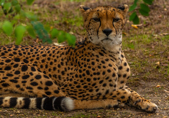  Cheetah © Azathoth Pics