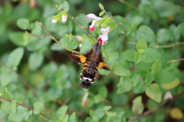 A hummingbird moth sipping nectar from a white flower © Mt. Cape