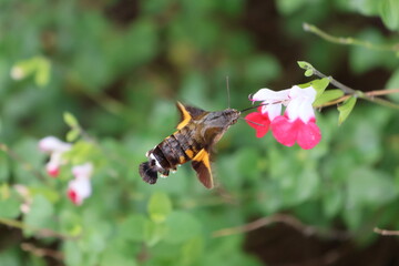 A hummingbird moth sipping nectar from a white flower © Mt. Cape
