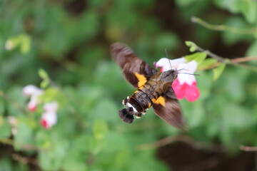 A hummingbird moth sipping nectar from a white flower © Mt. Cape
