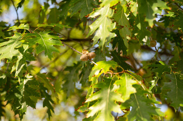 Golden Autumn Acorns among oak leaves on the branch in warm sunlight.  © Christina