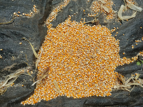 A large pile of vibrant yellow corn kernels rest on a dark tarpaulin sheet alongside scattered dry corn stalks and debris after threshing.