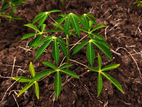 Close-up young cassava plant