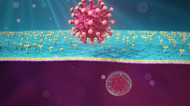 Virus entering a cell through receptor binding and membrane endocytosis 3d medical animation