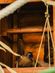 Low angle shot of a two-toed sloth sleeping upside down in a wooden shelter © Saverio