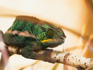 Close-up portrait of a green chameleon perched on a branch in natural light © Saverio