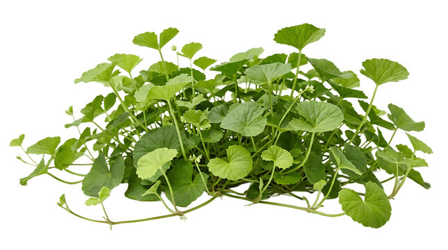 Gotu kola plant, fresh green centella asiatica herb. Medicinal leaves bush isolated on white background for natural health products and organic cosmetics