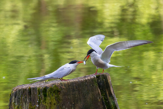 A male common tern brought a fish to a female. A mating ritual.