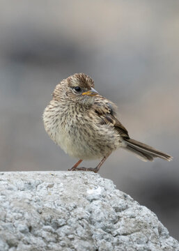 Young white-crowned sparrow fledgling (Zonotrichia leucophrys) perched on a rock