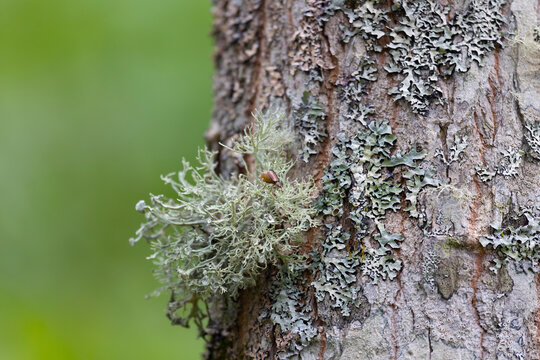Close-up of lichen and moss on a tree trunk