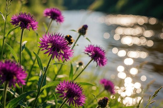 Purple greater knapweed flowers bloom on river bank in Southern Urals. Wild pink blossoms grow near calm water with bokeh sunlight. Small bee flies near flora in summer meadow landscape. Nature