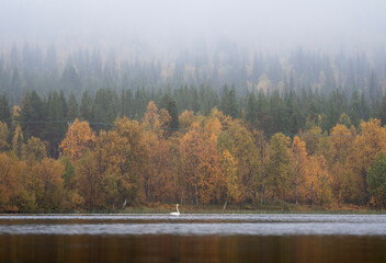 Whooper Swan (Cygnus cygnus) on a calm lake in the swedish arctic © Jacob Hall