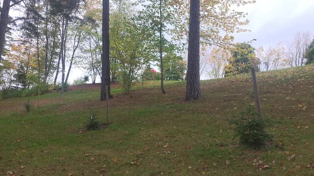 Young planted pine saplings on grassy park hillside slope bordered by mature trees