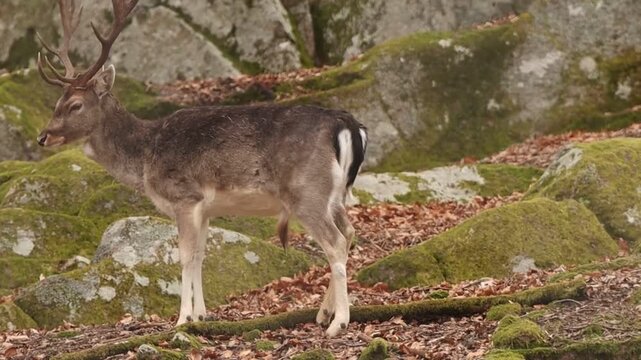 Fallow deer stag with antlers in a rocky forest

