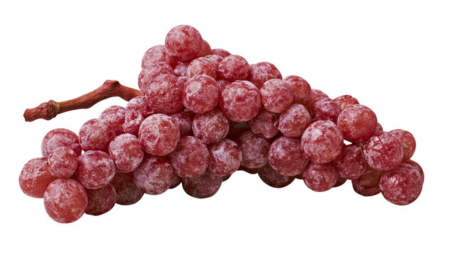 Fresh ripe red grapes cluster with natural waxy bloom on a woody stem