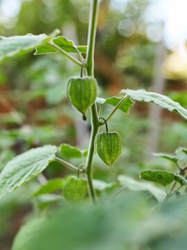 Physalis or ground cherry plant close up (Physalis peruviana)