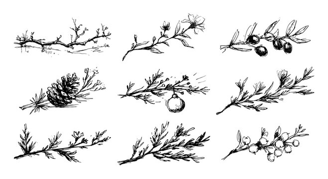Botanical branches with pine cones and berries in hand drawn sketch style