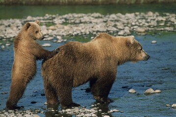 Young grizzly bear cub standing on hind legs behind mother in shallow rocky river with brown north america animal behavior wilderness life large wild nature wildlife predator © Hassan